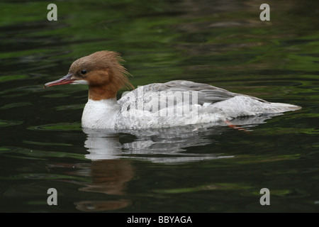 Weiblicher Gänsesäger Mergus Prototyp Schwimmen bei Martin bloße WWT, Lancashire UK Stockfoto