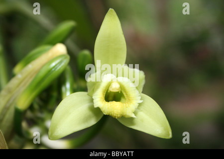 Vanille Vanilla Planifolia Blume In A Gewürzplantage, Periyar Nationalpark, Kerala, Indien Stockfoto