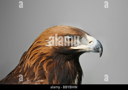 Steinadler auf grauem Hintergrund isoliert Stockfoto