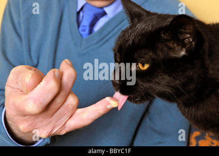Katze leckt Pudding von mans hand Stockfoto