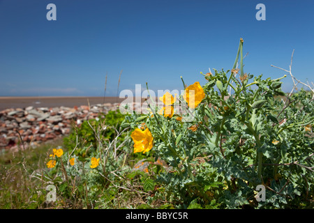 Gelbe gehörnten Poppy wachsen auf künstlichen Schindel Stockfoto