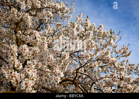 Almendro En Flor Mandelblüte Stockfoto