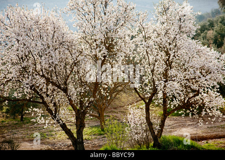 Almendro En Flor Mandelblüte Stockfoto