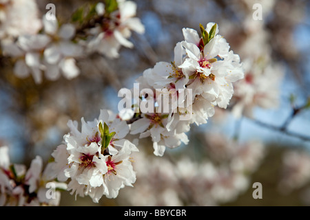 Almendro En Flor Mandelblüte Stockfoto