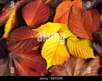 Im Herbst Laub auf dem Boden Stockfoto