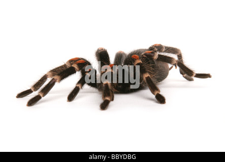 mexikanische Flamme Knie Vogelspinne aka Mexican Redknee Tarantula Brachypelma Smithi Porträt in einem studio Stockfoto