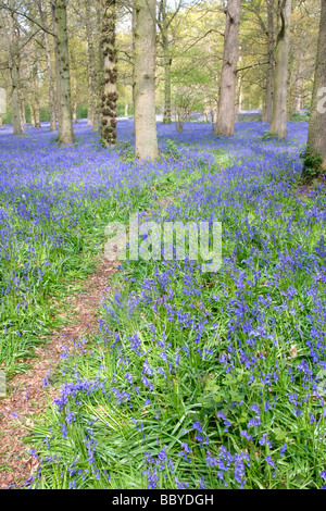 Wilde Glockenblumen und Baum Stämme in der Norfolk-Landschaft Stockfoto