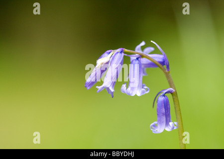 Nahaufnahme Detail von einem wild Bluebell-Blumen Stockfoto