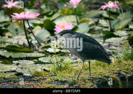 Schwarz-gekrönter Nachtreiher Jagd in Moir Gärten Poipu Kauai HI Stockfoto