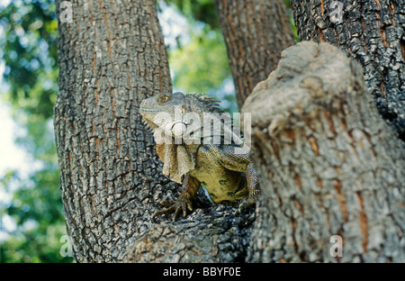 iguana in einem Baum im Seminario Park, auch bekannt als Iguana Park, 26. April 1982, Guayaquil, Ecuador, Südamerika Stockfoto