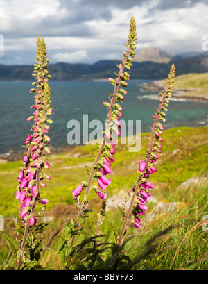 Lila Fingerhut Digitalis purpurea Stockfoto