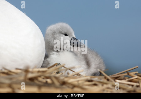 Höckerschwan Cygnus Olor auf Nest mit jungen Abbotsbury Dorset Feder Stockfoto