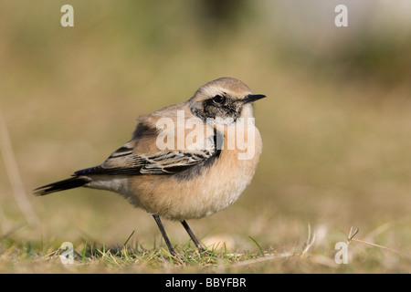 Wüste Steinschmätzer Oenanthe Bodendegradierung Stockfoto