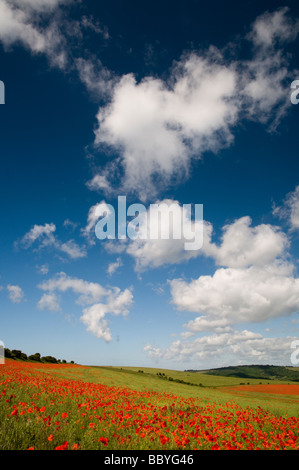 Ein Mohnfeld unter blauem Himmel mit flauschigen weißen Wolken Stockfoto