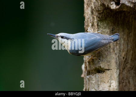 Eurasische Kleiber Sitta europaea Stockfoto