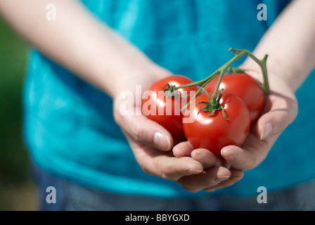 Frauenhand halten drei reife Tomaten Stockfoto