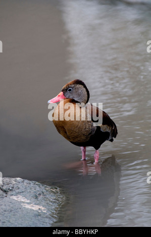 Schwarze bauchige Pfeifente, die im Slimbridge Wetland Centre in Dursley in Gloucestershire England im Wasser steht Stockfoto