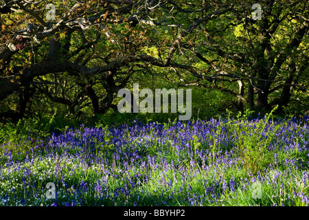 Glockenblumen in Newton Wäldern unter Nähe Richtfest in der Nähe von Great Ayton North Yorkshire Stockfoto