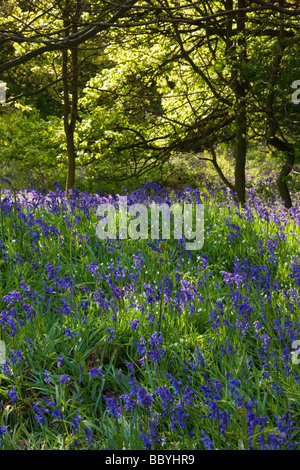 Glockenblumen in Newton Wäldern unter Nähe Richtfest in der Nähe von Great Ayton North Yorkshire Stockfoto