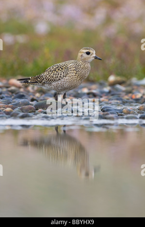 Eurasische Goldregenpfeifer Pluvialis apricaria Stockfoto