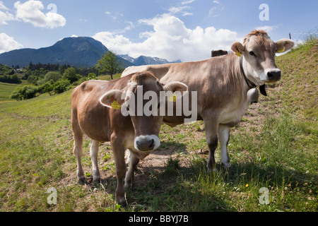 Imst Tirol Österreich Europa Juni zwei Kühe tragen von Kuhglocken und Ohrmarken in einer Almwiese in einem Tal im Sommer Stockfoto