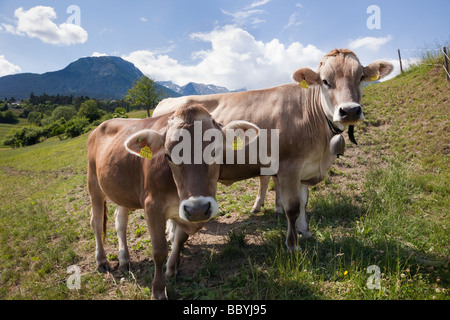 Imst Tirol Österreich Europa Juni zwei Kühe tragen von Kuhglocken und Ohrmarken in einer Almwiese in einem Tal im Sommer Stockfoto