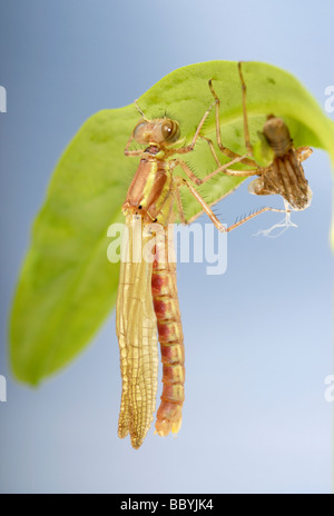 Große rote Damselfly Entstehung Sequenz Bild 5 Stockfoto