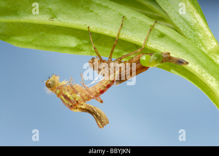 Große rote Damselfly Entstehung Sequenz Bild 2 Stockfoto