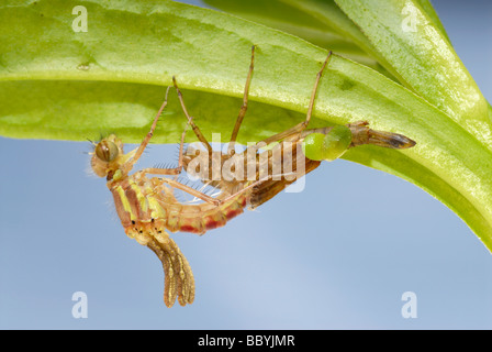 Große rote Damselfly Entstehung Sequenz Bild 3 Stockfoto