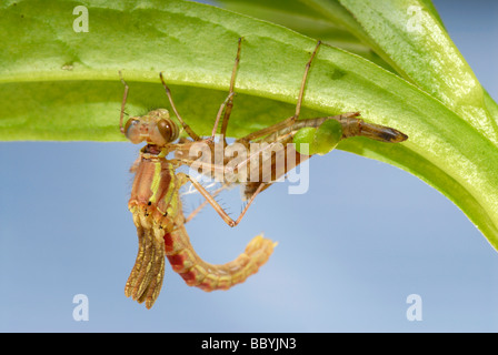 Große rote Damselfly Entstehung Sequenz Bild 4 Stockfoto