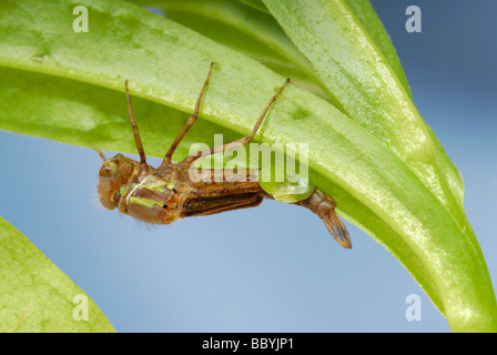 Große rote Damselfly Entstehung Sequenz Bild 1 Stockfoto