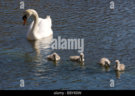 Höckerschwan und ihre Cygnets auf den Fluss Severn in Shropshire. Stockfoto