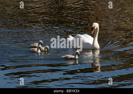 Höckerschwan und ihre Cygnets auf den Fluss Severn in Shropshire. Stockfoto