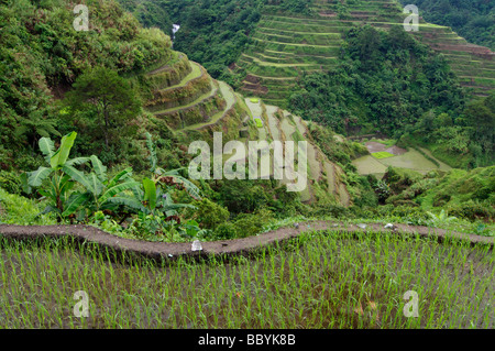 Banaue Reis-Terrassen, Banaue, Ifugao, North Luzon, Philippinen Stockfoto