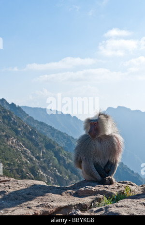 Abah Asir Provinz Affen Berg in Al Soudan Bereich Stockfoto