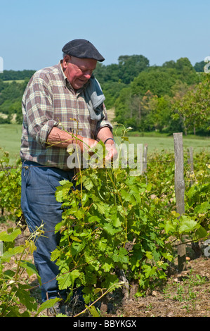 Landwirt in seinem Weinberg binden neues Wachstum zu unterstützen Drähte - Sud-Touraine, Frankreich. Stockfoto