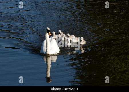 Swan und Cygnets auf den Fluss Severn in Shrewsbury, Shropshire. Stockfoto