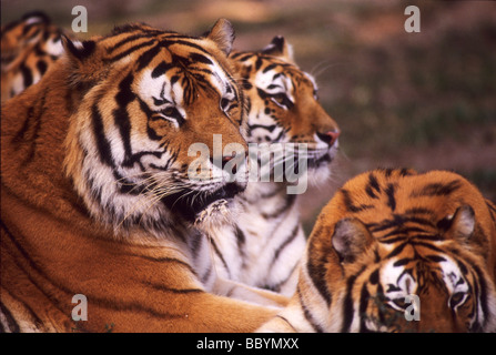 Sibirische Tiger sind wohl das größte Mitglied der Familie der Katzen auf dem Planeten leben in Asien. Stockfoto