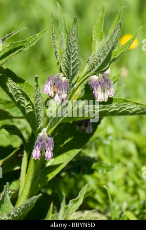 Gemeinsamen Beinwell Symphytum officinale Stockfoto