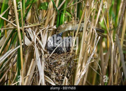 Reed Warbler (Acrocephalus Scirpaceus) Fütterung Kuckuck (Cuculus Canorus) eingebettet. Stockfoto