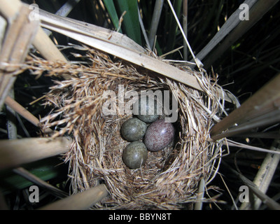 Reed Warbler's(Acrocephalus scirpaceus) nest mit drei Eiern plus ein Kuckuck (Cuculus Canorus) Ei. Stockfoto