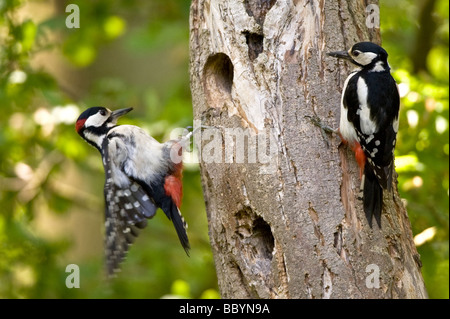 Großer Gefleckter Spechte an Brandon Marsh, Coventry Stockfoto