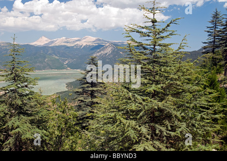 Ciglikara Libanon-Zeder, Cedrus Libani Wald Antalya Türkei Stockfoto