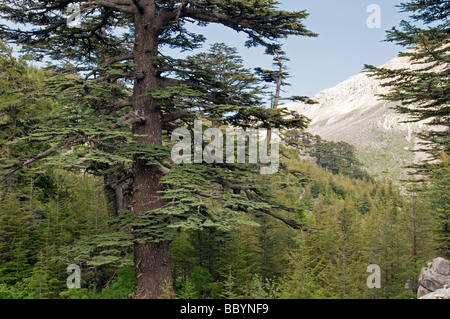 Ciglikara Libanon-Zeder, Cedrus Libani Wald Antalya Türkei Stockfoto