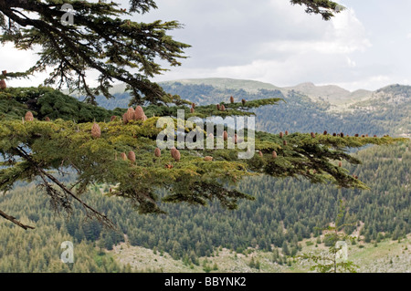 Ciglikara Libanon-Zeder, Cedrus Libani Wald Antalya Türkei Stockfoto