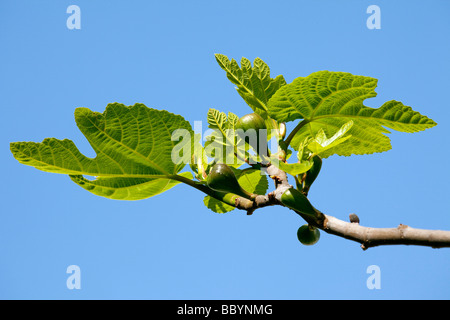Ficus Carica Feigenbaum Higuera Stockfoto