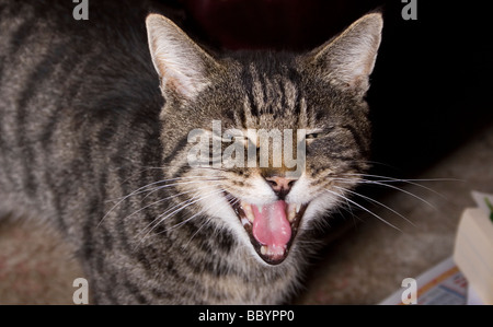 Tabby Katze tragen Zähne oder Miauen Stockfoto