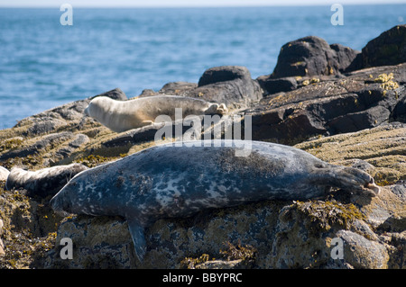 Graue Dichtung sonnen sich auf Felsen, Farne Islands, Northumberland Stockfoto