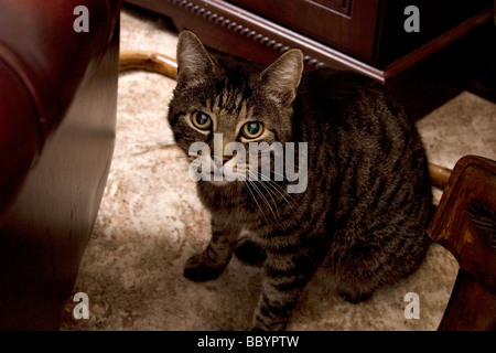 nervös aussehende Tabby Katze versteckt unter Möbel Stockfoto