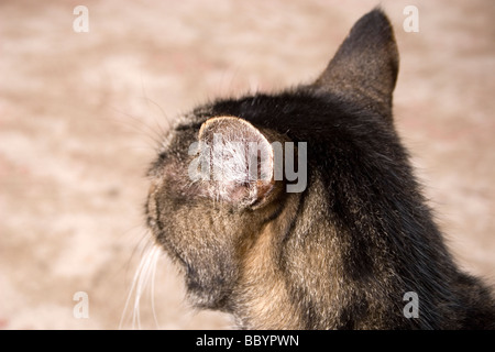 Tabby Katzen, die Ohren wieder angeheftet hautnah Stockfoto